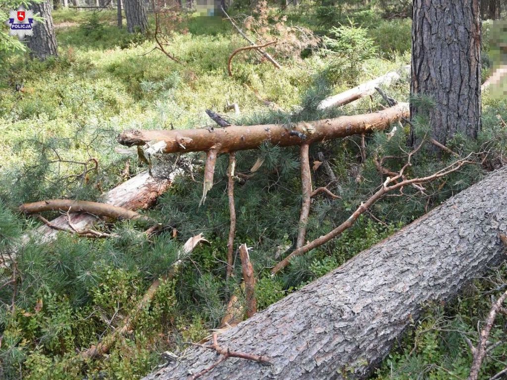 tragedia przy wycince drzew, Bukownica, powiat biłgorajski, Joanna Klimek