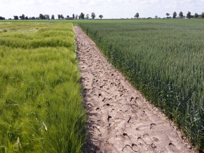 zboza_zbiory_prognozy_ierigz