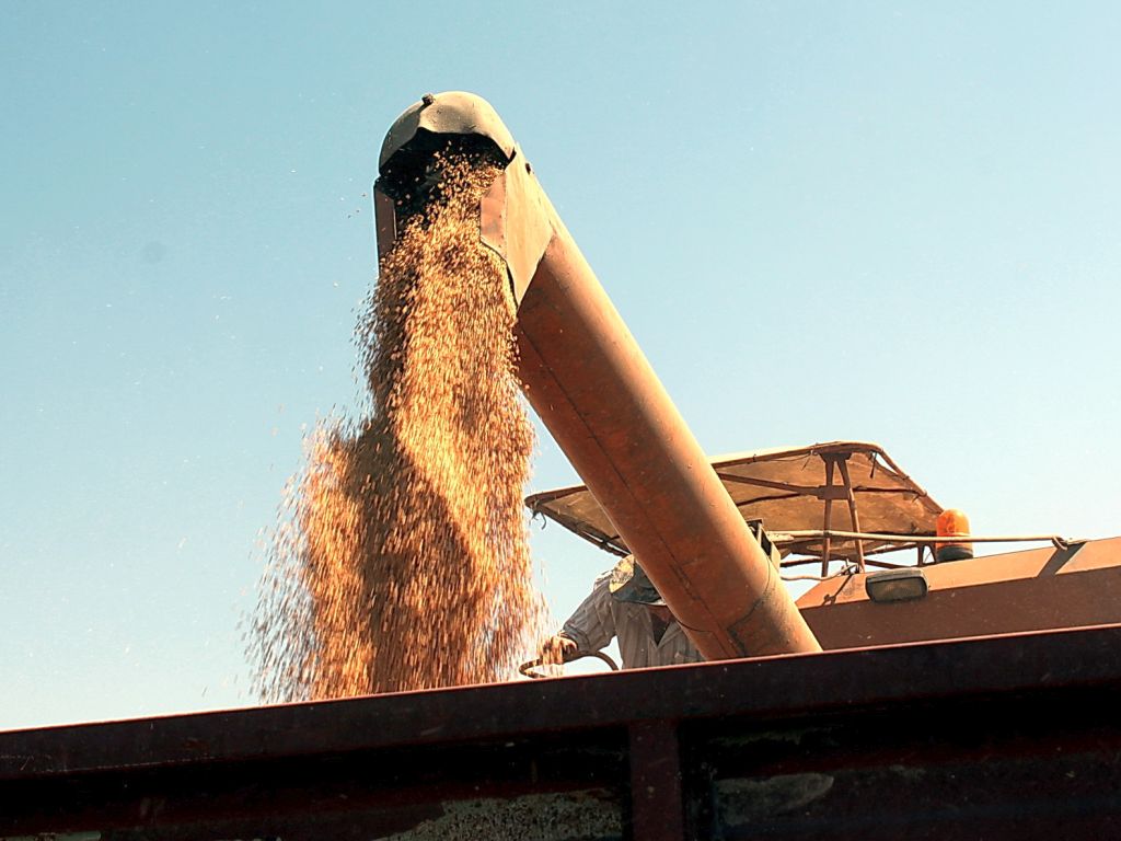 ziarno, zboża, pszenica, Agencja Rynku Rolnego, żywiec wieprzowy