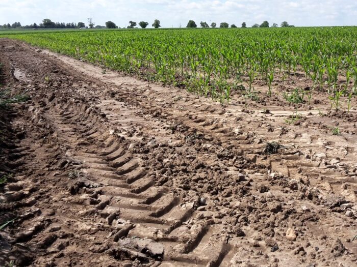 płatności bezpośrednie, wsparcie sla rolnictwa, Kzysztof Ciecóira, opłacalność produkcj irolnej