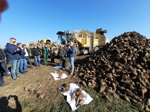 buraki cukrowe, cukier, produkcja, uprawa buraków, ministserstwo rolnictwa, Krzysztof Jurgiel