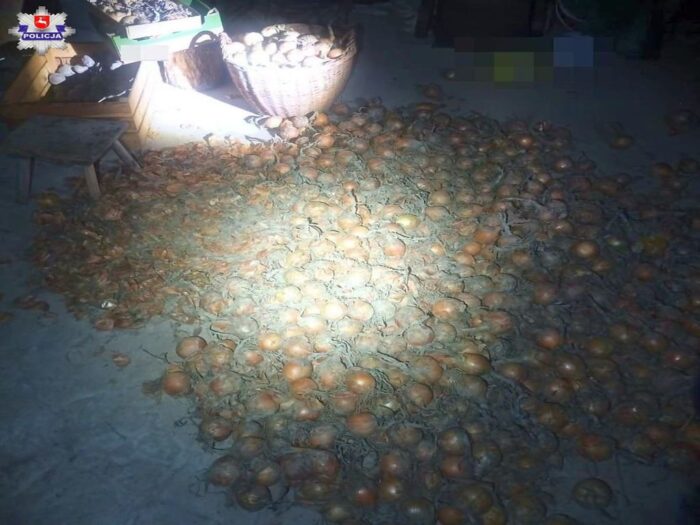 kradli cebulę z pola, Tarnogród, powiat  biłgorajski, kradzież dyni, gmina Podedwórze