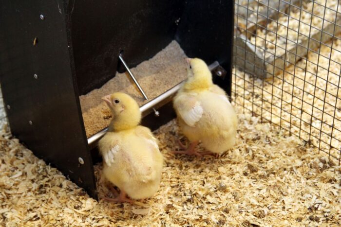 produkcja drobiu, rynek mięsa, komisja europejska