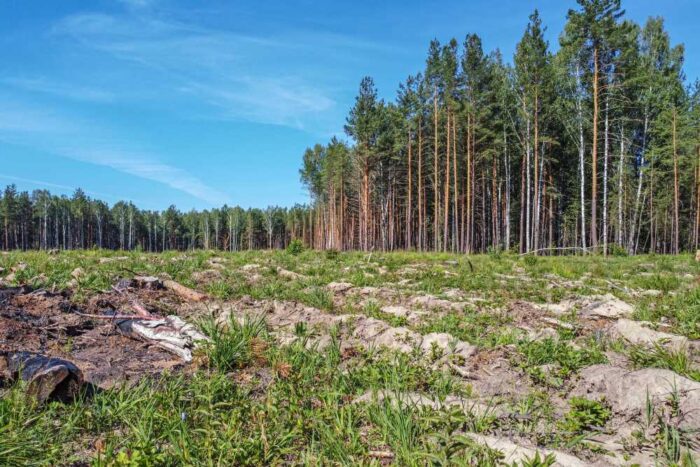 las, drzewa, działka