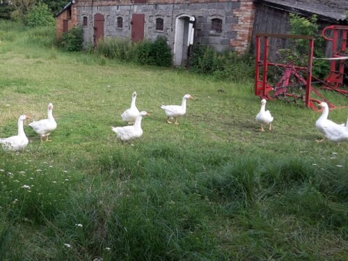 drób wodny, gęsina, mięso kacze, gęsi, kaczki, de heus, produkcja drobiu, Marcin Szukalski