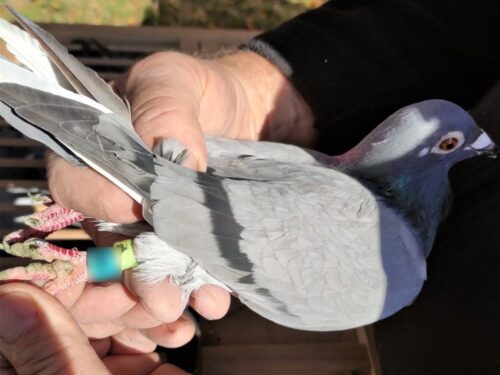 kradzież gołębi, Nowy Sącz, gmina Nawojowa, KMP Nowy Sącz