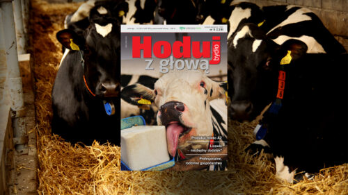 Hoduj z Głową Bydło, bydło mleczne, bydło mięsne, krowy mleczne, mamki, cielęta, jałówki, buhaje, opasy, żywienie bydła