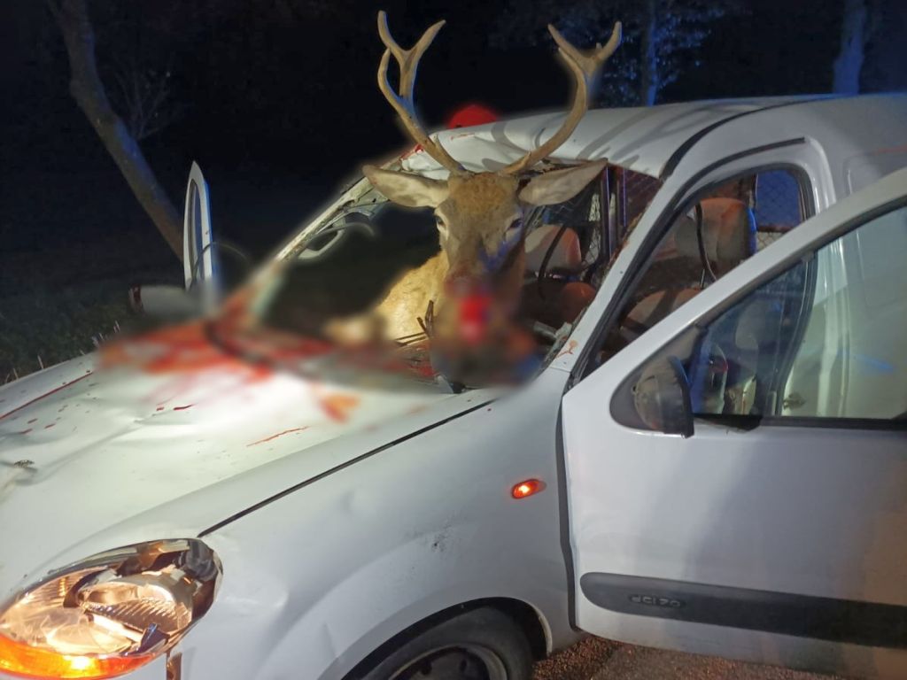 zderzenie renault z jeleniem, Nowe Szelkowo, powiat makowski, Monika Winnik