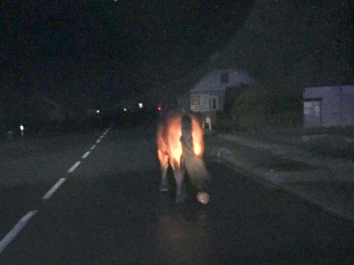 koń, ucieczka konia, humniska