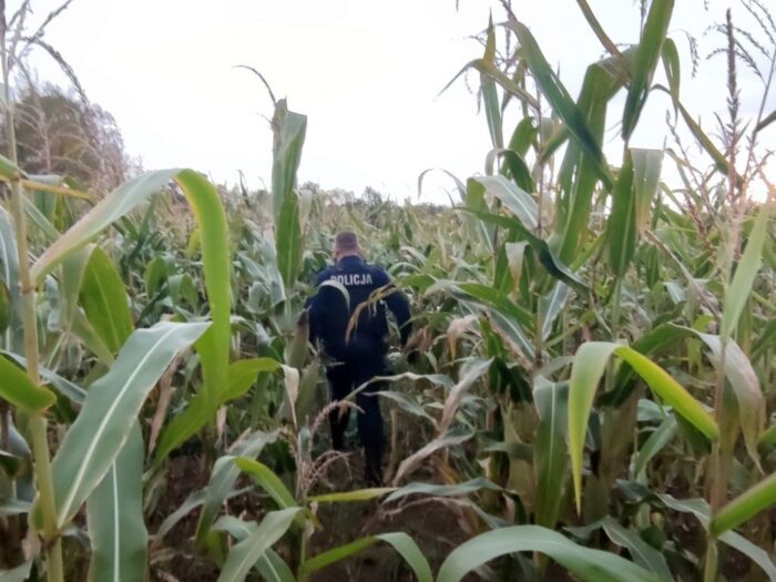 kradzież kukurydzy, Grabowo, powiat przasnyski, KPP w Przasnyszu