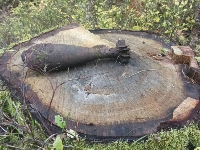 las, niewybuch, nadleśnictwo suchedniów