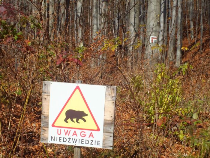 atak niedźwiedzicy na leśnika, Nadleśnictwo Lutowiska, RDLP w Krośnie, Edward Marszałek