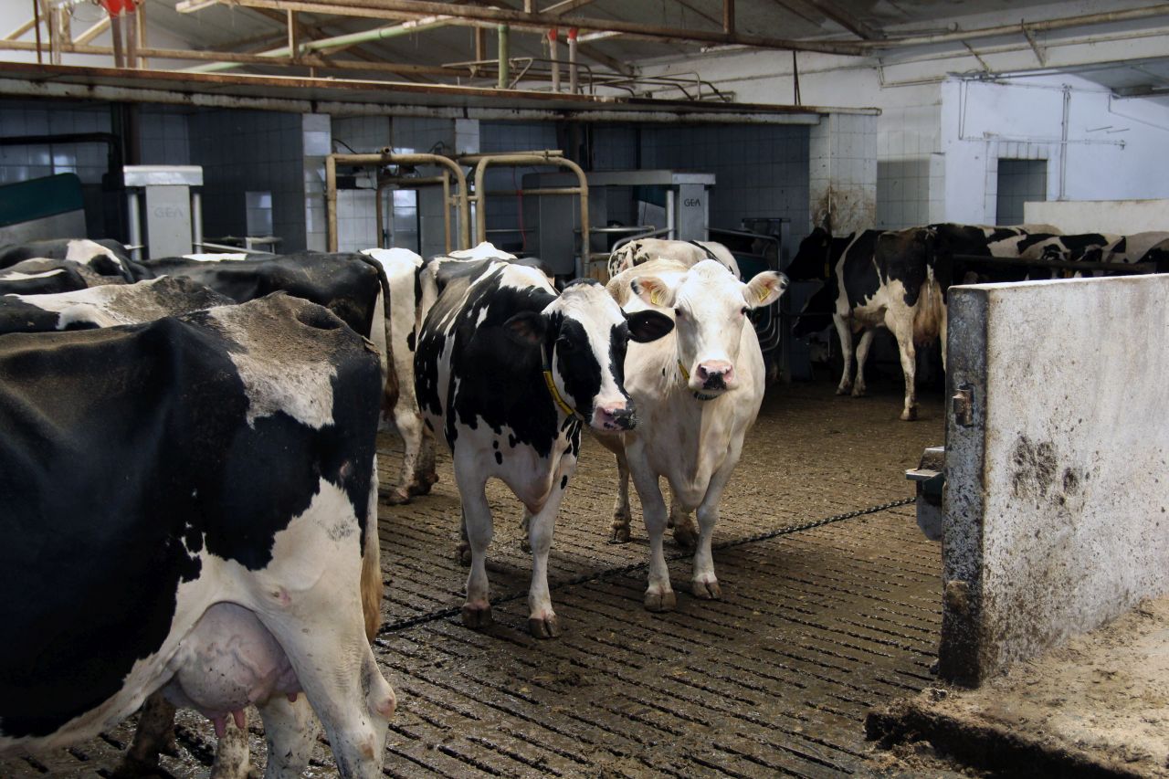 RobotMaster, Agrifirm, roboty udojowe, krowy mleczne, żywienie krów mlecznych, automatyczny dój, jednostka udojowa