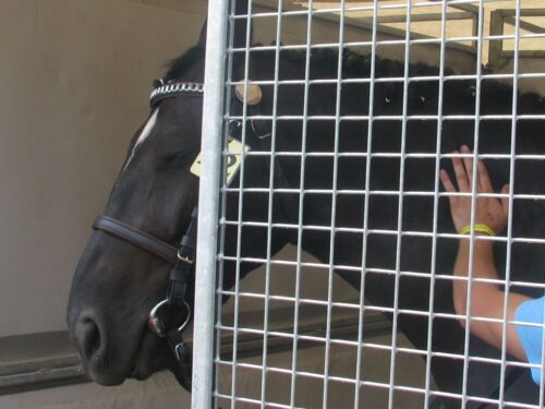 koń, aukcja, pride of poland