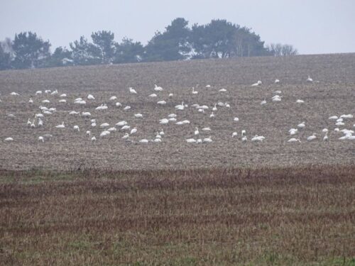 odszkodowania za szkody wyrządzane przez ptaki, Małgorzata Golińska, Krzysztof Ciecióra, ptaki na polach