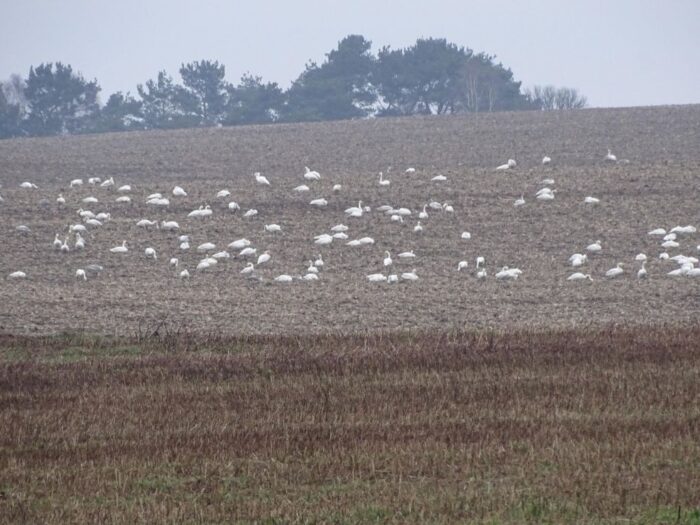 odszkodowania za szkody wyrządzane przez ptaki, Małgorzata Golińska, Krzysztof Ciecióra, ptaki na polach