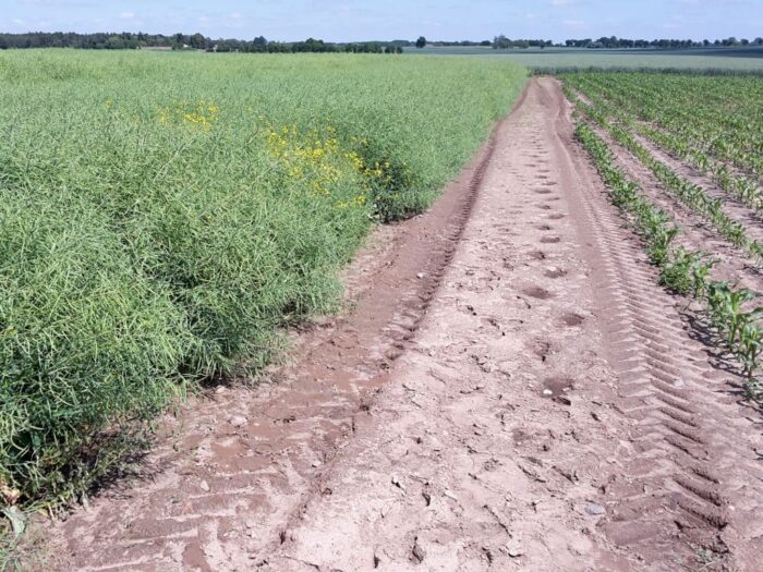 Juliusz Młodecki, Polska Koalicja Biopaliw i Pasz Białkowych, biopaliwa, Adam Stępień