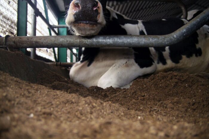 separat z gnojowicy, gnojowica, separator gnojowicy, ściółka, legowiska, krowy mleczne, mastitis, wymię, lks, dobrostan