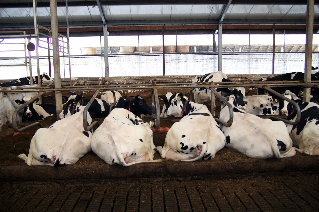 separat z gnojowicy, gnojowica, separator gnojowicy, ściółka, legowiska, krowy mleczne, mastitis, wymię, lks, dobrostan