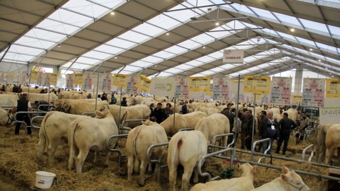 Sommet de l'Élevage, targi, pokaz bydła mięsnego, charolaise, wystawa zwierząt hodowlanych, Francja