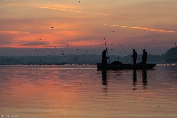 Stawy Milickie, Piotr Połulich, Dolina Baryczy, odłów ryb, karp