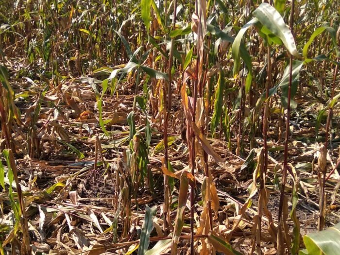 pomoc suszowa, wsparcie dla rolnictwa, biura powiatowe ARiMR, KRIR