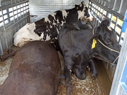 transport zwierząt, Lubuska Izba Rolnicza, hodowla zwierząt