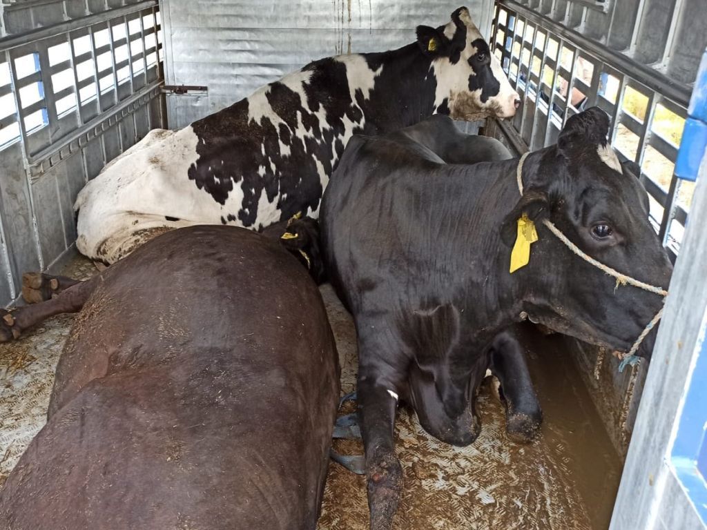 transport zwierząt, Lubuska Izba Rolnicza, hodowla zwierząt