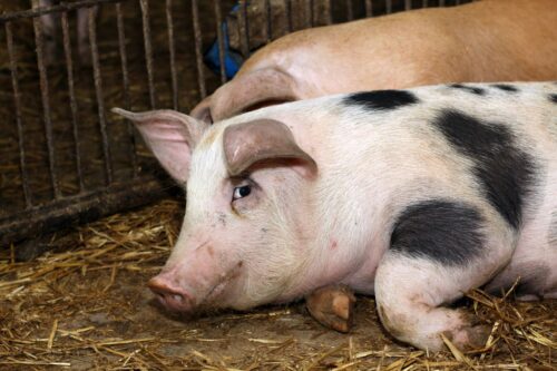 stada świń, świnie, trzoda chlewna, Gobarto Hodowca, pogłowie świń, maciory, tuczniki, stada świń, żywiec wieprzowy