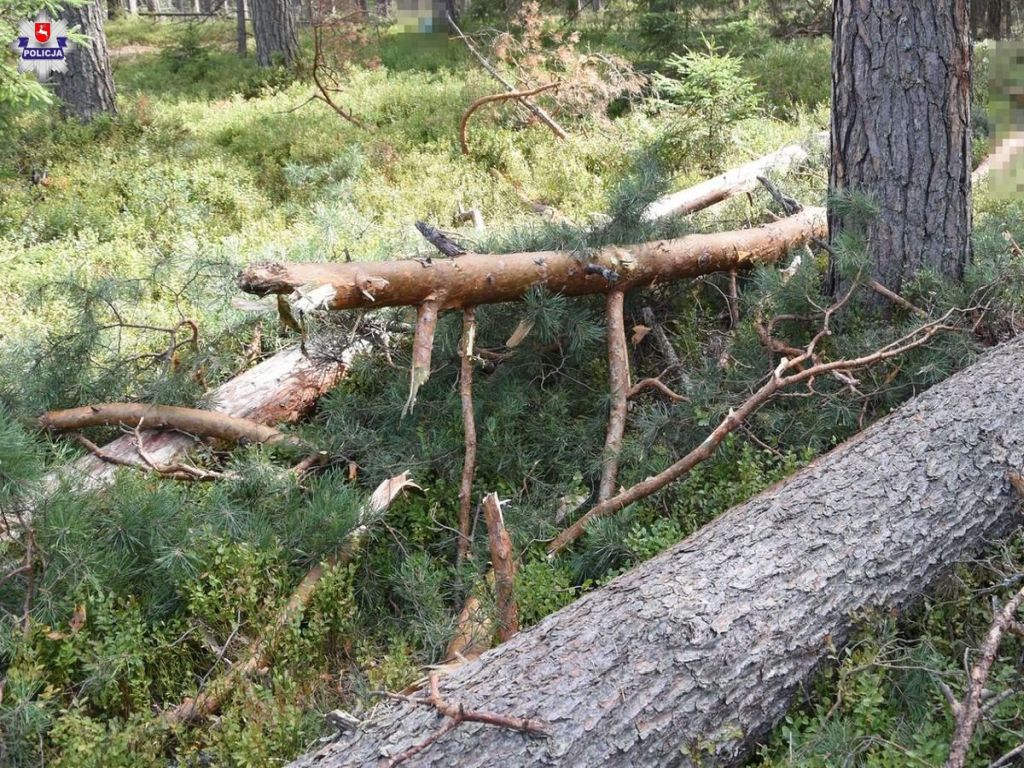 tragedia przy wycince drzew, Chłaniów, powiat krasnostawski, Kamil Karbowniczek
