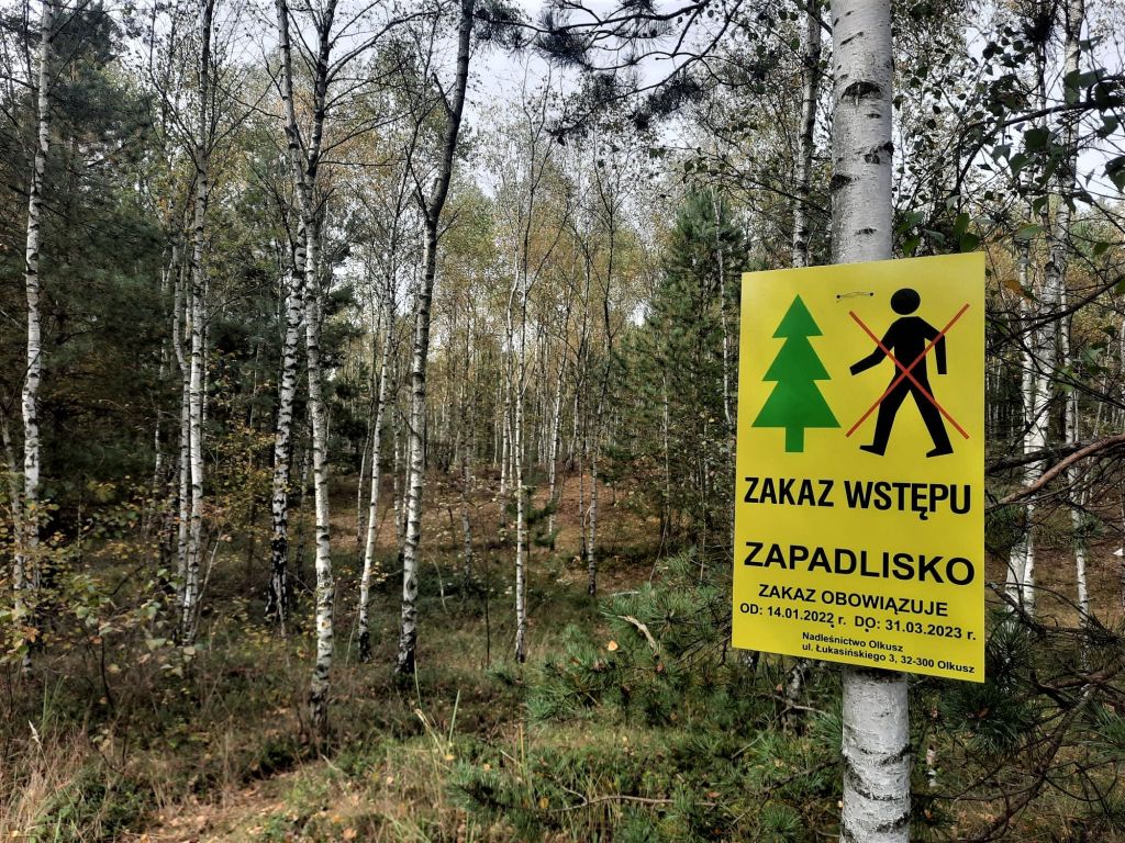 zapadliska w lesie, Nadleśnictwo Olkusz, Lasy Państwowe,