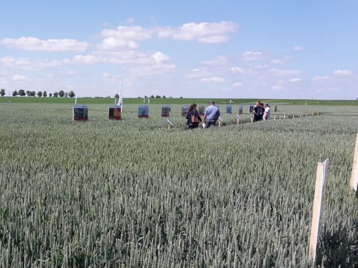 produkcja zbóż, pszenica, zboża paszowe