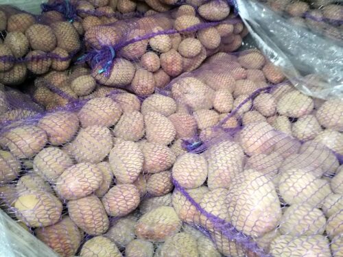 kontrola jakości ziemniaków, IJHAR-S, oznakowanie ziemniaków, ziemniak młody