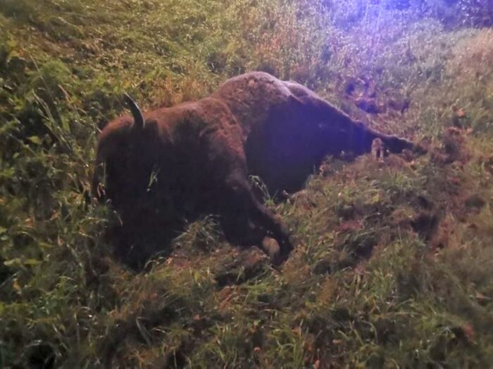 zderzenie auta z żubrem, Mszanna, Nina Zaniewicz, KP PSP Łosice