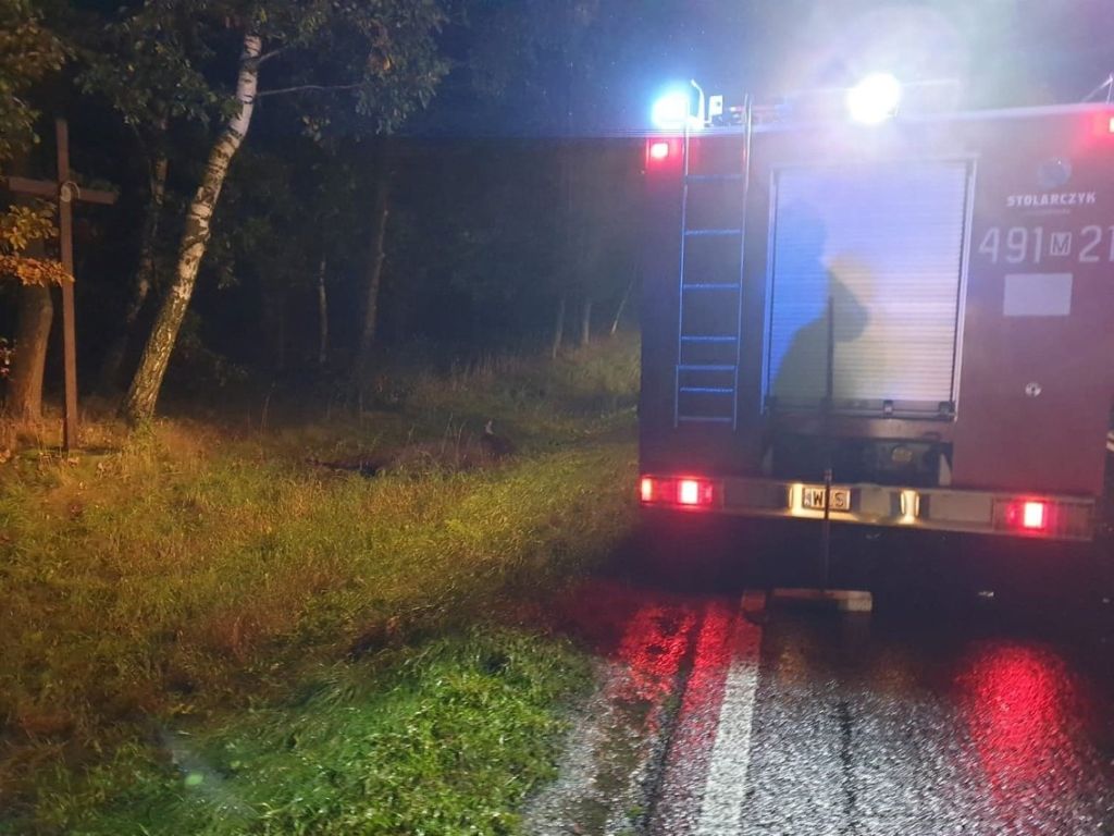 zderzenie auta z żubrem, Mszanna, Nina Zaniewicz, KP PSP Łosice