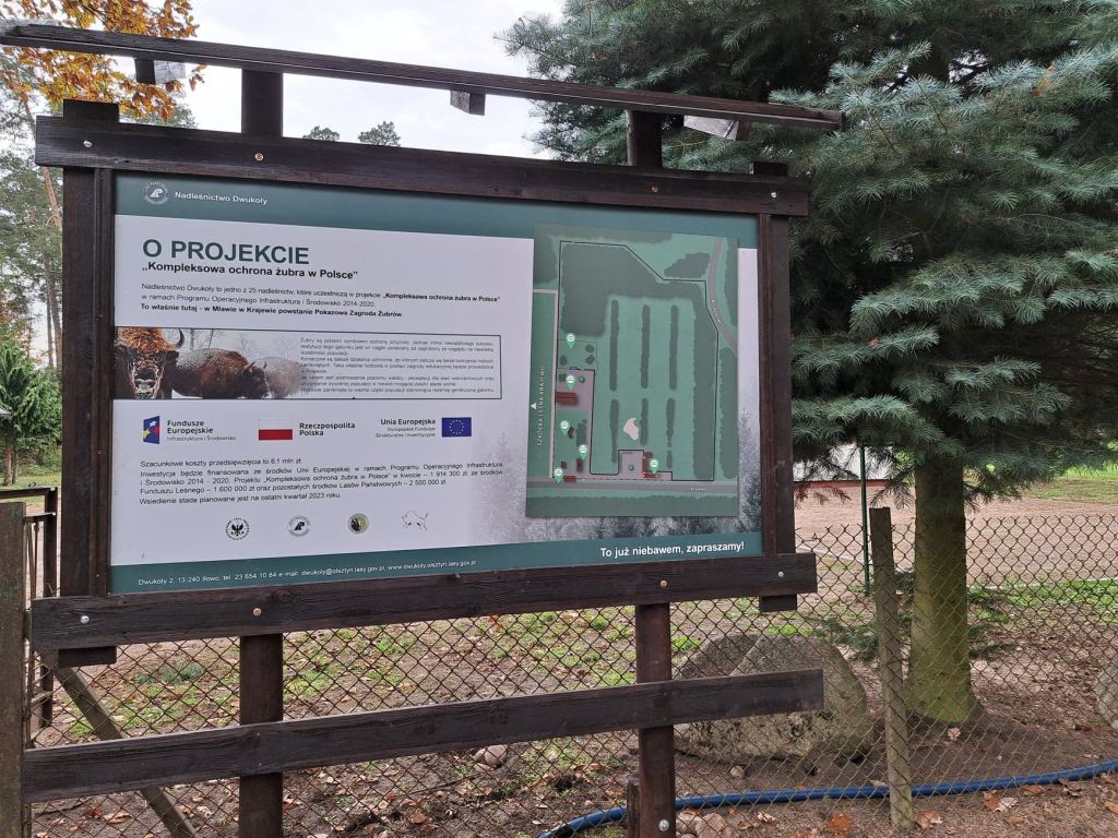Pokazowa Zagroda Żubrów w Krajewie, Nadleśnictwie Dwukoły, RDLP w Olsztynie, populacja żubrów w Polsce