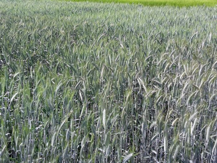 Amerykański Departament Rolnictwa, zbiory zbóż na świecie, zboża paszowe