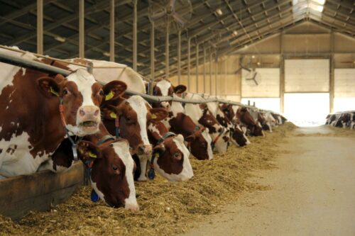 mleko A2, laktoza, selekcja genomowa, OHZ Przerzeczyn Zdrój, cena mleka, buhaje A2, gen A2, mleko A2A2, produkcja mleka