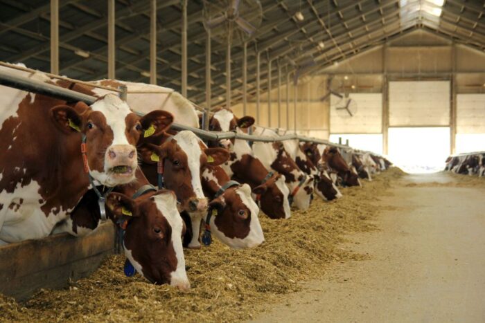 mleko A2, laktoza, selekcja genomowa, OHZ Przerzeczyn Zdrój, cena mleka, buhaje A2, gen A2, mleko A2A2, produkcja mleka