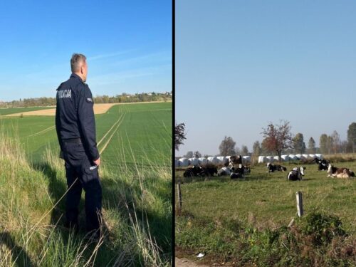 kradzież bydła, KWP w Oleśnicy, wypas bydła
