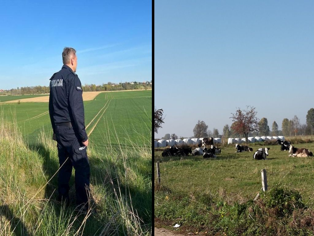 kradzież bydła, KWP w Oleśnicy, wypas bydła
