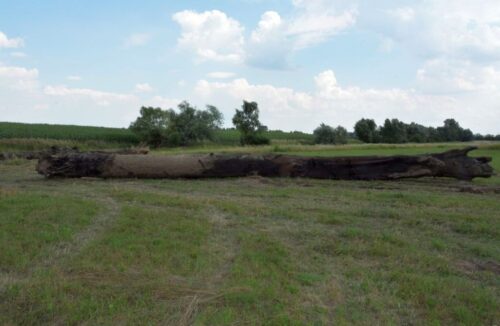 kradzież czarnego dębu, Manastarz, powiat jarosławski, nadzór wodny
