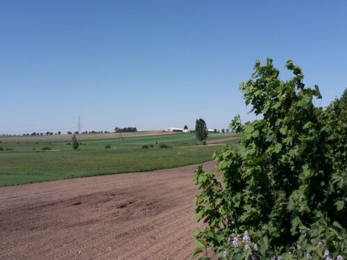 zadrzewienia śródpolne, Plan Strategiczny na lata 2023-2027, PROW 2014-2020