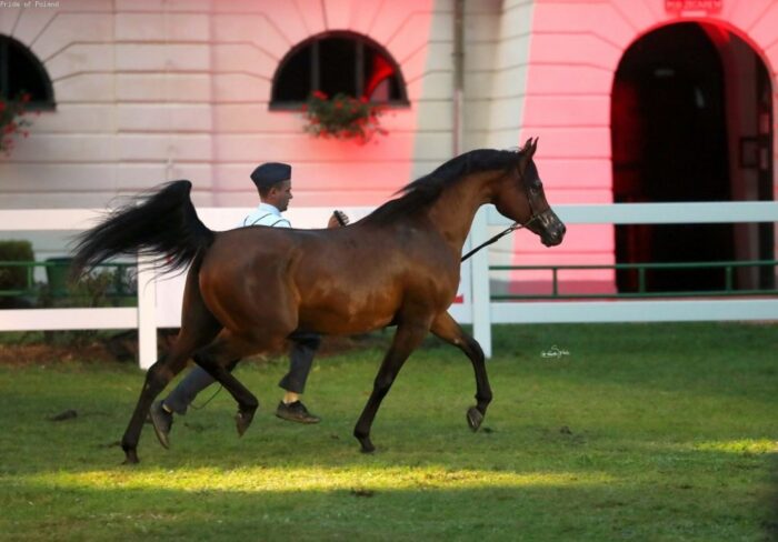 aukcja "Pride of Poland", Janów Podlaski, KOWR, Anrzej Wójtowicz, klacz Esmeralda