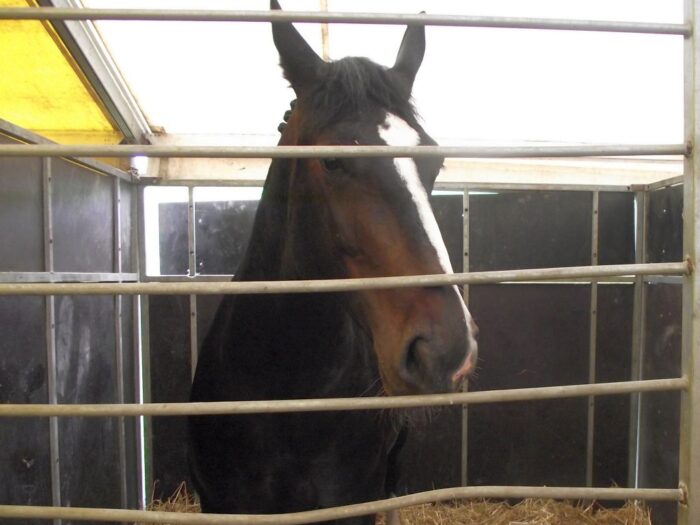 konie, ANR, Janów Podlaski, aukcja, Waldemar Humięcki, Pride of Poland