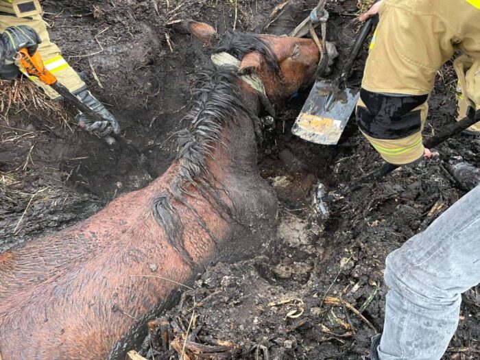 koń utknął w błocie, Łęgi , powiat policki, OSP Dobra