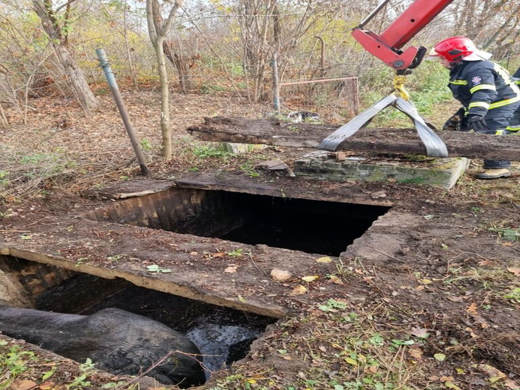 koń wpadł do szamba, Krasienin-Kolonia, Narłomiej Pytka, KM PSP Lublin