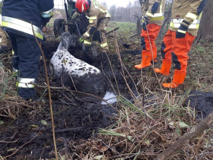 Konie tonęły w bagnie, powiat międzychodzki, KP PSP Międzychód