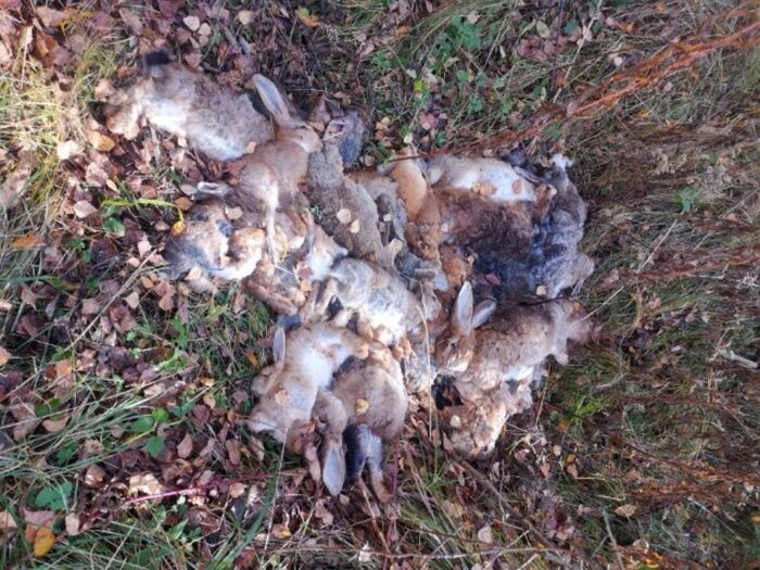 martwe króliki, Wojnicz Podlesie, Isep, gmina Wojnicz, Tadeusz Bąk