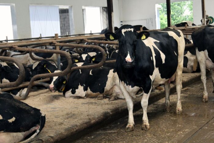 korowy pogłowie obora